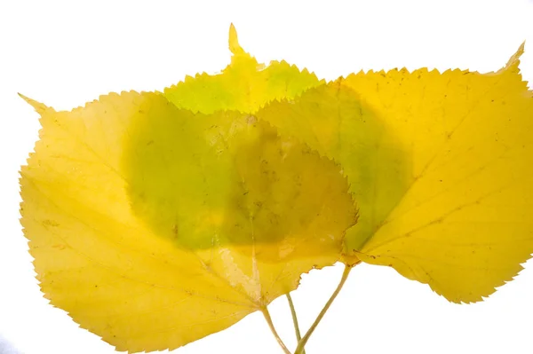 Hojas de arce rojo y amarillo sobre un fondo blanco. Cuando la hoja — Foto de Stock