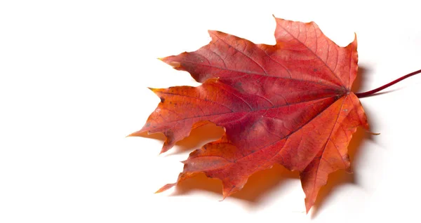 Texture background, pattern. Autumn colorful maple leaves. Maple — Stock Photo, Image