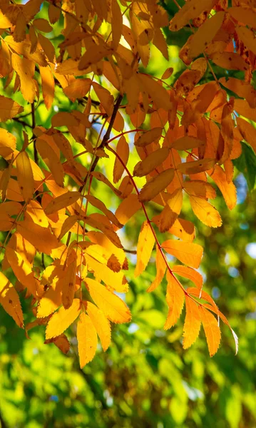 Herbstlandschaftsfotografie, Eberesche in voller Schönheit, illum — Stockfoto