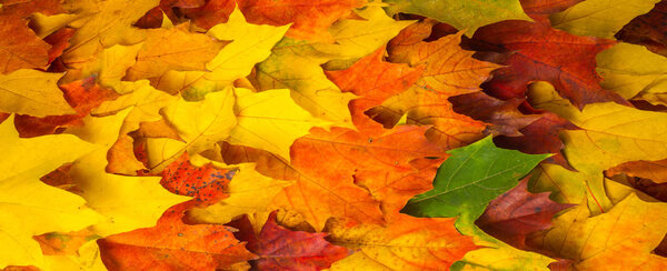 Autumn painting, Autumn maple leaves, different colors. Yellow, 