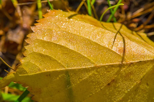 Fotografia autunnale, foglie rosso-gialle sul prato. Questa bellezza-f — Foto Stock