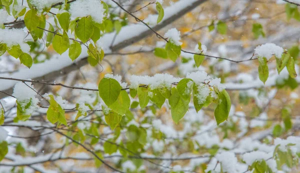 Temos a nossa primeira neve da época durante a noite, a limpar o pó. — Fotografia de Stock