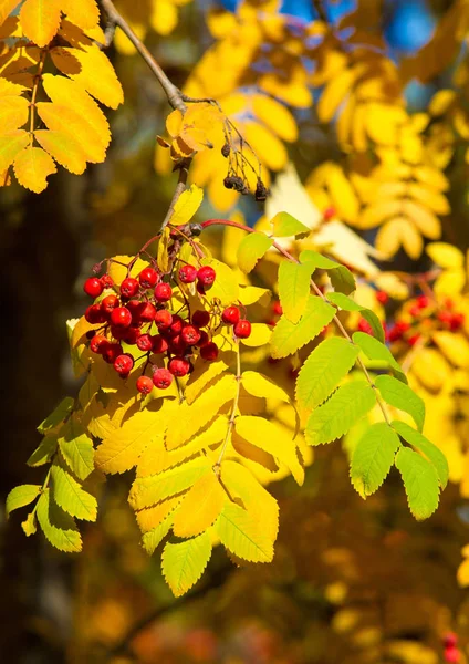 Automne photographie de paysage, frêne de montagne en pleine beauté, illum — Photo