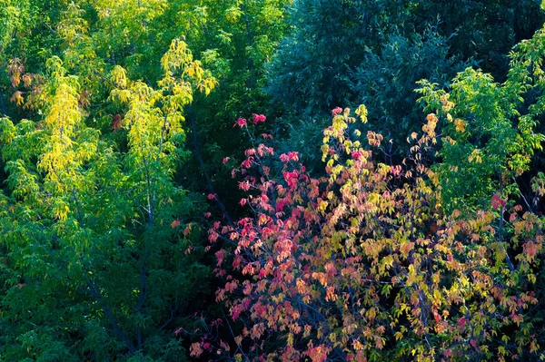 Autumn landscape, Autumn leaves with the blue sky background, Ye