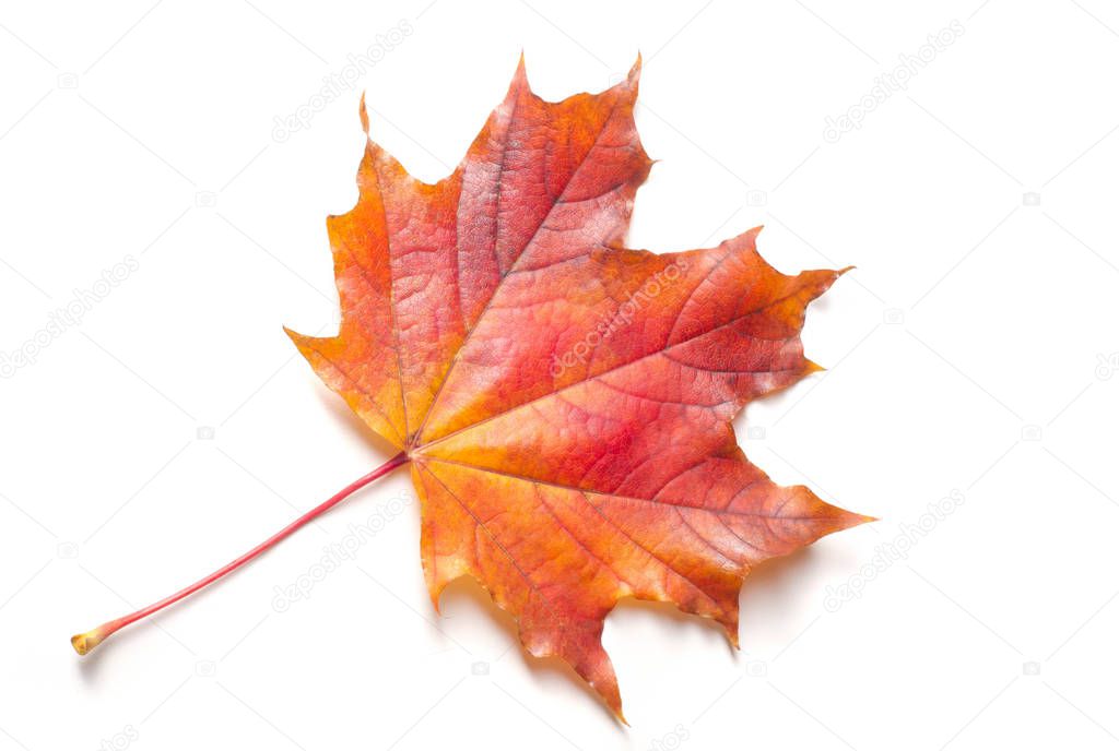 Autumn painting, Autumn maple leaves, Solitary leaf on white bac
