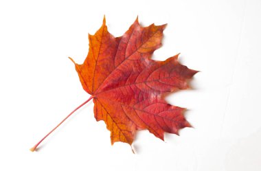 Sonbahar boyama, Sonbahar akçaağaç yaprakları, farklı renkler. Sarı, 