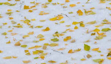 Sezonun ilk karını gece boyunca aldık.