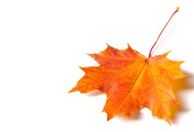 Doku arka planı, desen. Sonbahar renkli akçaağaç yaprakları. Akçaağaç