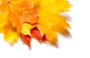 Doku arka planı, desen. Sonbahar renkli akçaağaç yaprakları. Akçaağaç