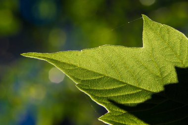 Ağacın yaprakları yeşildir.
