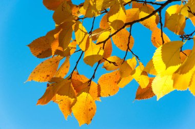 Sonbahar manzara, mavi gökyüzü arka plan ile Sonbahar yaprakları, Ye