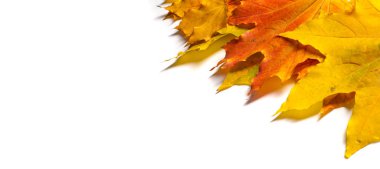 Sonbahar boyama, Sonbahar akçaağaç yaprakları, farklı renkler. Sarı, 