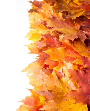 Sonbahar boyama, Sonbahar akçaağaç yaprakları, farklı renkler. Sarı, 