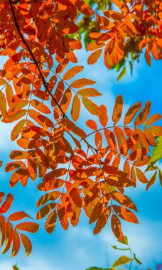 Sonbahar manzara fotoğrafçılığı, tam güzellikte dağ külleri, illum