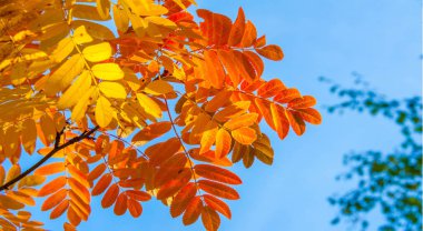 Sonbahar manzara fotoğrafçılığı, tam güzellikte dağ külleri, illum