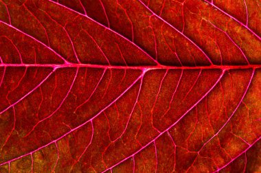 Kırmızı yapraklı güzel bir bitki. Yukarıdan ışığa karşı