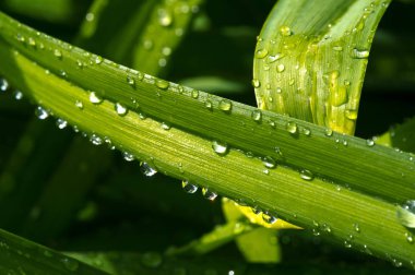 Yaz yağmurundan sonra çimenlerin üzerine bir damla su damlatır.