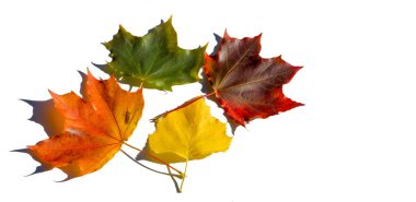 beyaz bir arka plan üzerinde kırmızı ve sarı akçaağaç yaprakları. Ne zaman leav