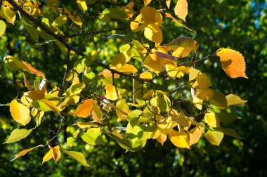 Sonbahar manzara, mavi gökyüzü arka plan ile Sonbahar yaprakları, Ye