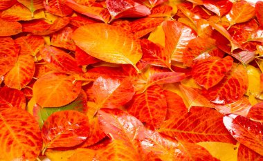 doku, arka plan, desen, sonbahar yaprakları, parlak doymuş co