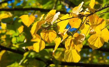 doku, arka plan, desen, sonbahar yaprakları, parlak doymuş co