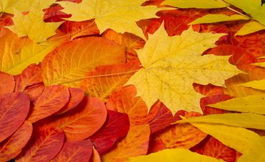 doku, arka plan, desen, sonbahar yaprakları, parlak doymuş co