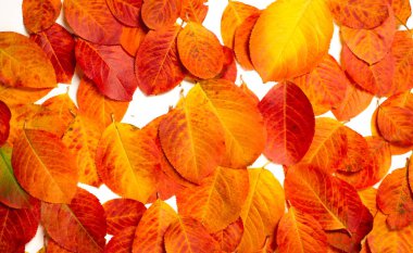 doku, arka plan, desen, sonbahar yaprakları, parlak doymuş co