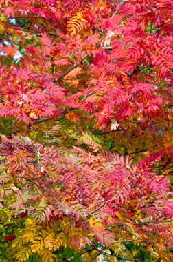 Sonbahar manzara fotoğrafçılığı, tam güzellikte dağ külleri, illum