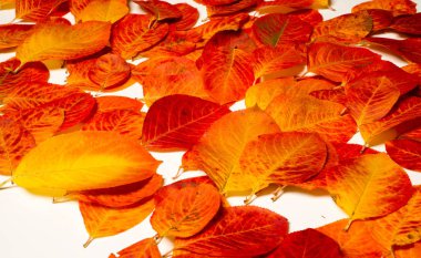 doku, arka plan, desen, sonbahar yaprakları, parlak doymuş co