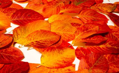 doku, arka plan, desen, sonbahar yaprakları, parlak doymuş co