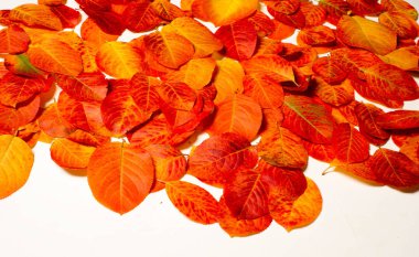 doku, arka plan, desen, sonbahar yaprakları, parlak doymuş co