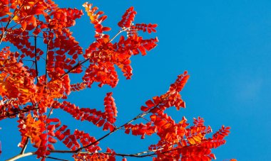 Sonbahar manzara fotoğrafçılığı, tam güzellikte dağ külleri, illum