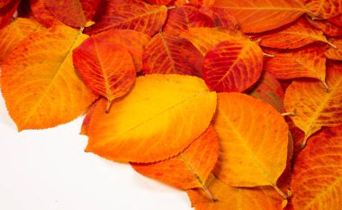 doku, arka plan, desen, sonbahar yaprakları, parlak doymuş co