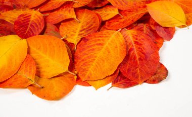 doku, arka plan, desen, sonbahar yaprakları, parlak doymuş co