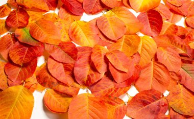 doku, arka plan, desen, sonbahar yaprakları, parlak doymuş co