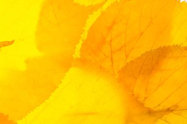 beyaz bir arka plan üzerinde kırmızı ve sarı akçaağaç yaprakları. Ne zaman leav