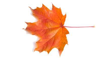 Doku arka planı, desen. Sonbahar renkli akçaağaç yaprakları. Akçaağaç