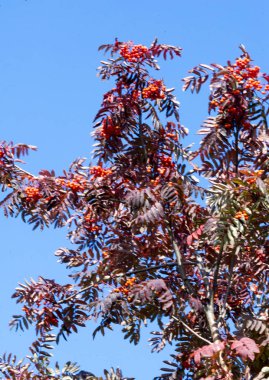 Sonbahar manzara fotoğrafçılığı, tam güzellikte dağ külleri, illum