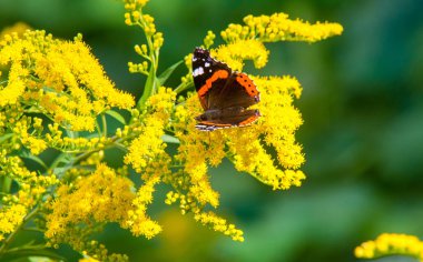  Solidago 'nun çiçekleri genelde kuzeyden gelir. 