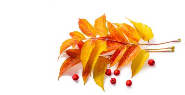 beyaz bir arka plan üzerinde kırmızı ve sarı akçaağaç yaprakları. Ne zaman leav