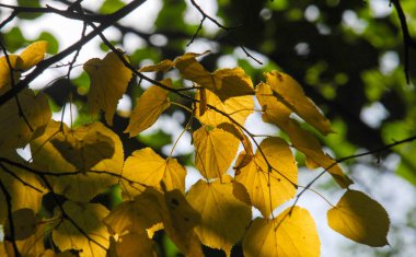 doku, arka plan, desen, sonbahar yaprakları, parlak doymuş co