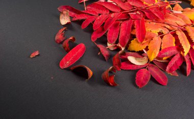 doku, arka plan, desen, sonbahar yaprakları, parlak doymuş co