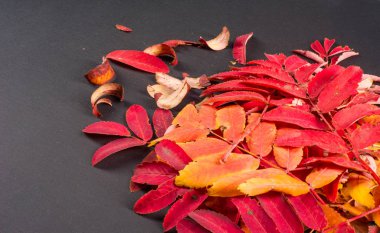 doku, arka plan, desen, sonbahar yaprakları, parlak doymuş co