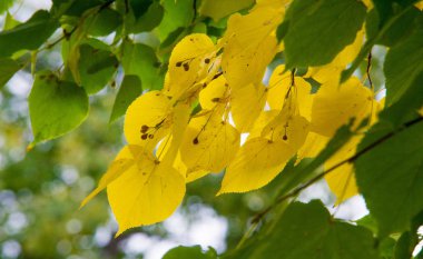 doku, arka plan, desen, sonbahar yaprakları, parlak doymuş co