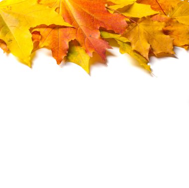 Sonbahar boyama, Sonbahar akçaağaç yaprakları, farklı renkler. Sarı, 