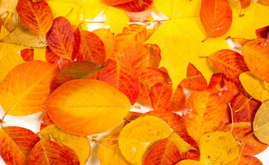 doku, arka plan, desen, sonbahar yaprakları, parlak doymuş co