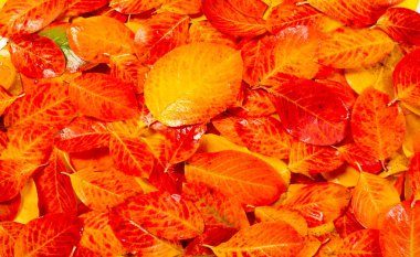 doku, arka plan, desen, sonbahar yaprakları, parlak doymuş co