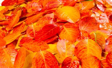 doku, arka plan, desen, sonbahar yaprakları, parlak doymuş co