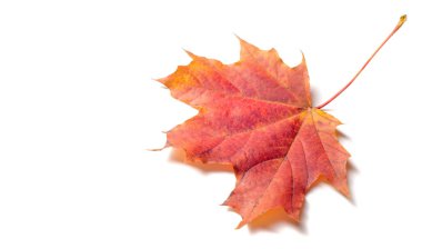 Doku arka planı, desen. Sonbahar renkli akçaağaç yaprakları. Akçaağaç