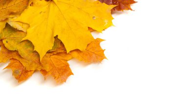 Sonbahar boyama, Sonbahar akçaağaç yaprakları, farklı renkler. Sarı, 